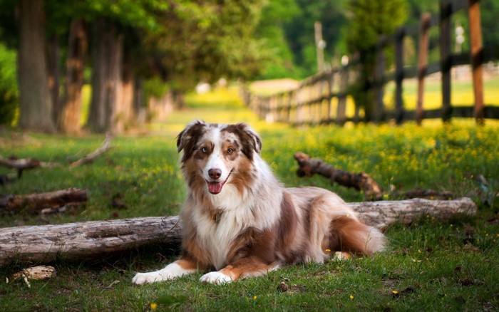 Australian Shepherd dog lying on grass near a wooden fence