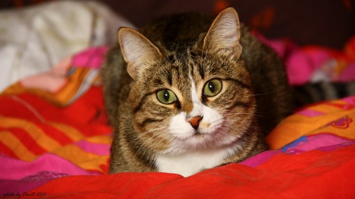 Tabby cat with green eyes on a colorful blanket