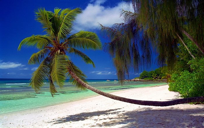 Tropical beach with palm trees and turquoise water