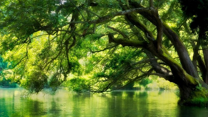 Sunlight filtering through trees over a calm body of water