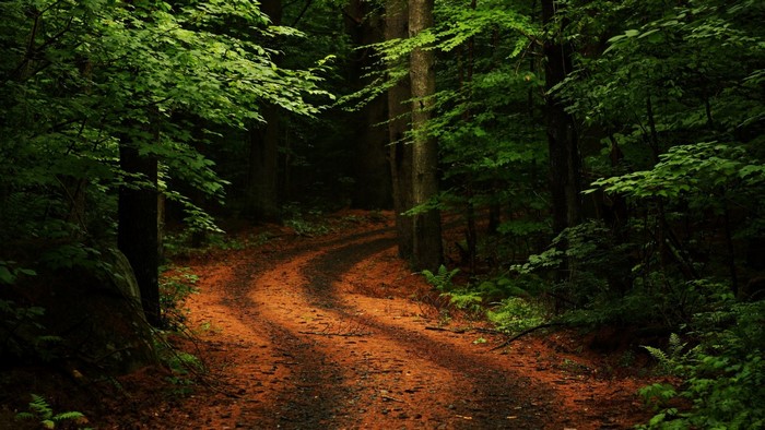 sunlight, trees, forest, leaves, rock, nature, plants, road, branch ...