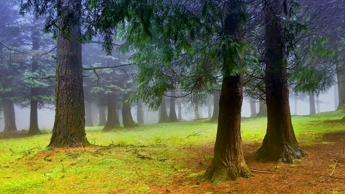 Misty Forest with Sunlit Trees and Green Moss