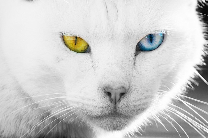 Close up of a white cat with heterochromia