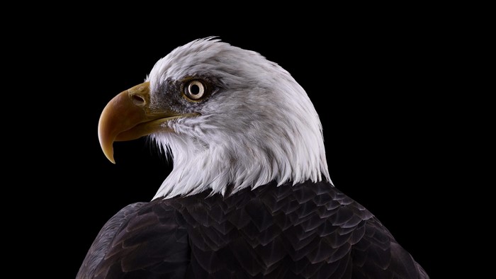 Bald eagle head and shoulders portrait