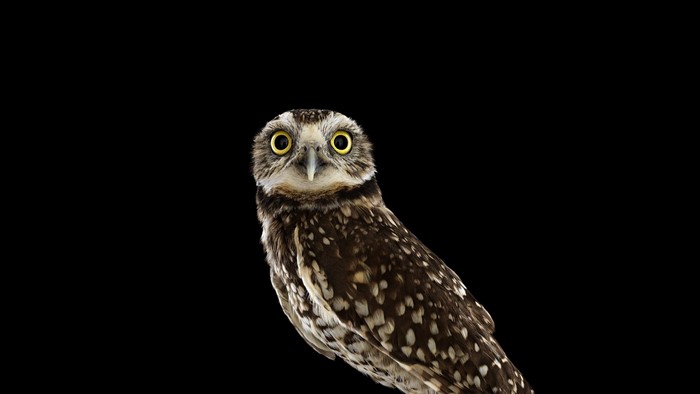 Burrowing owl with yellow eyes on black background