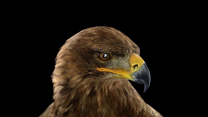 Majestic Close-Up of a Golden Eagle