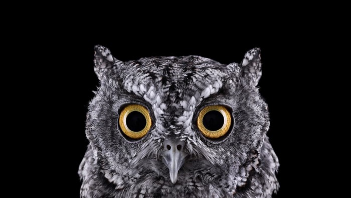 Close-up of an owl with yellow eyes on a black background