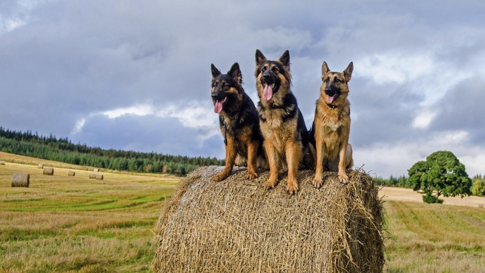 Three German Shepherds sitting on a hay bale in a field