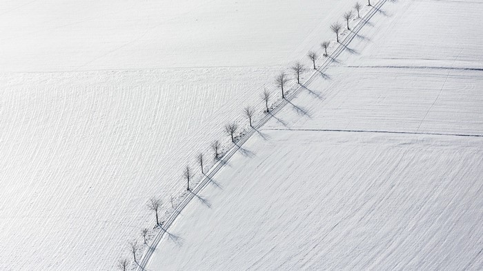 Aerial view of trees in a snow-covered field