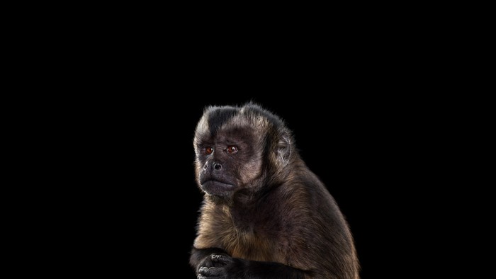 A capuchin monkey sits against a black background