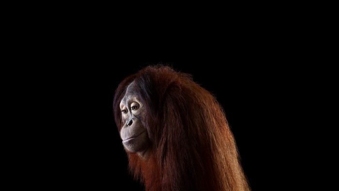 Close up of an orangutan against a black background