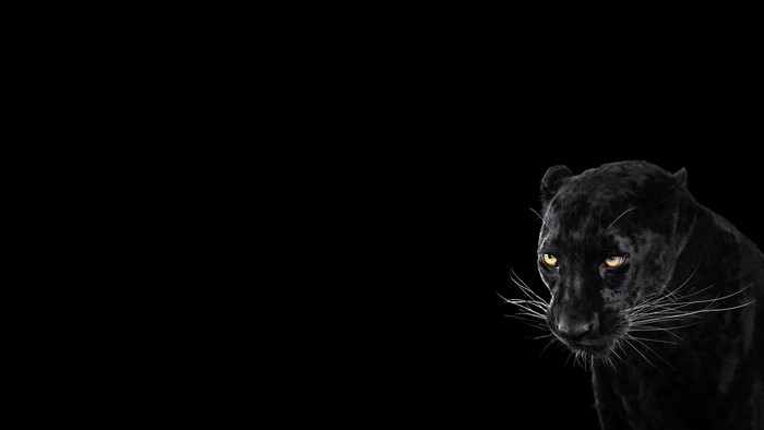 Black Panther with yellow eyes on black background