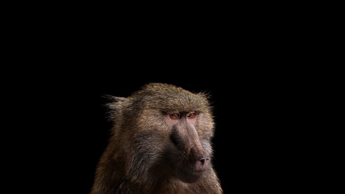Baboon portrait with black background