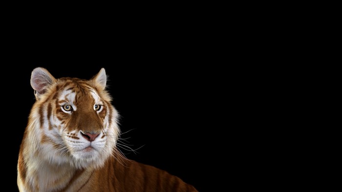 Golden Tiger with White Whiskers on Black Background