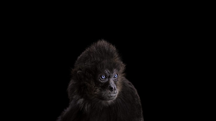 Black spider monkey with blue eyes on black background
