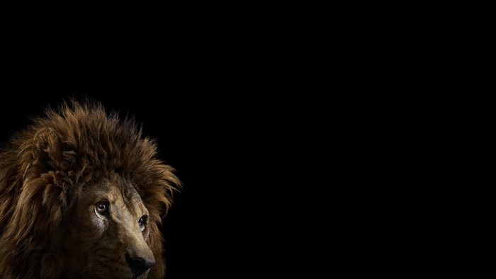 Lion's face in darkness