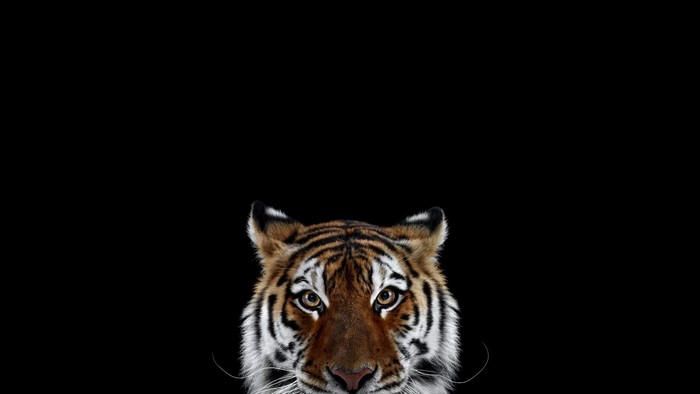 Close-up of a tiger's face on a black background