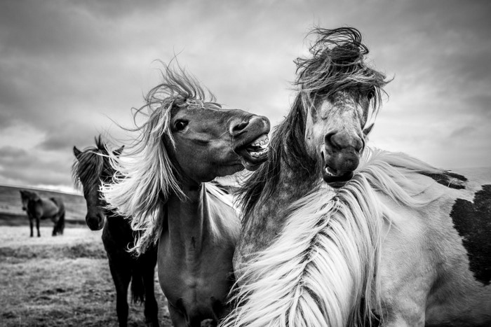 Four horses with windswept manes in a field