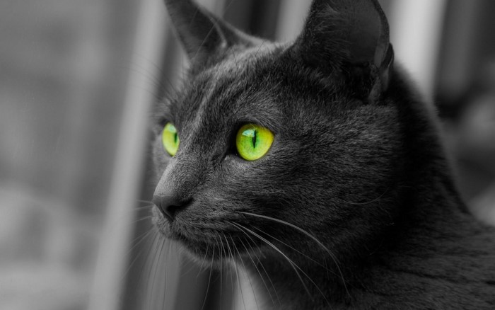 Close up of a black cat with bright green eyes