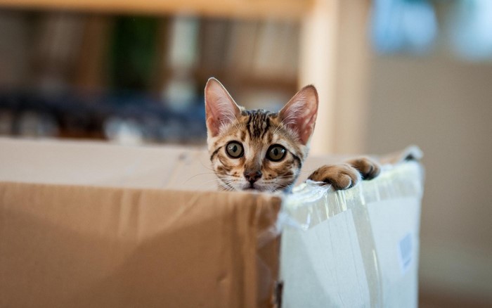 Bengal kitten peeking out of a cardboard box