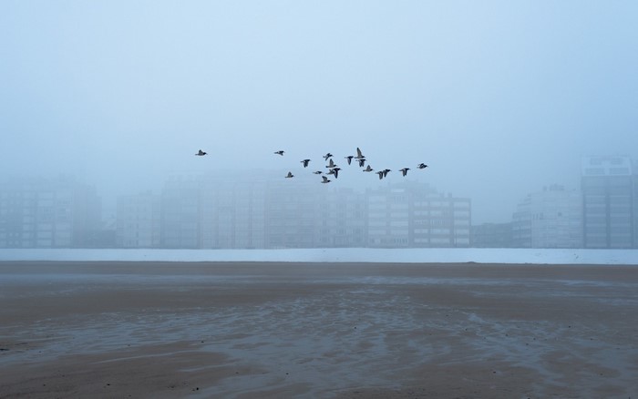 Flock of birds flying over a foggy beach with buildings