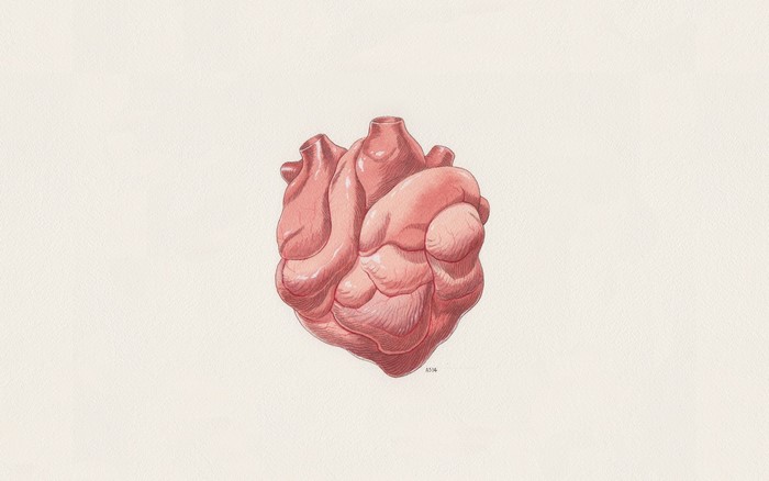 Illustration of a realistic human heart