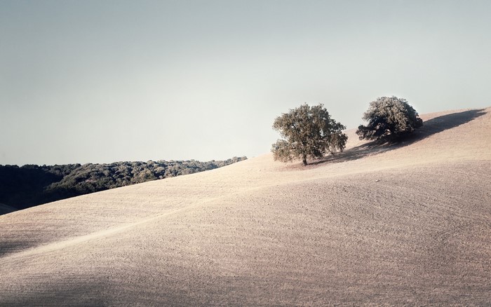 Two trees on a rolling hill under a clear sky