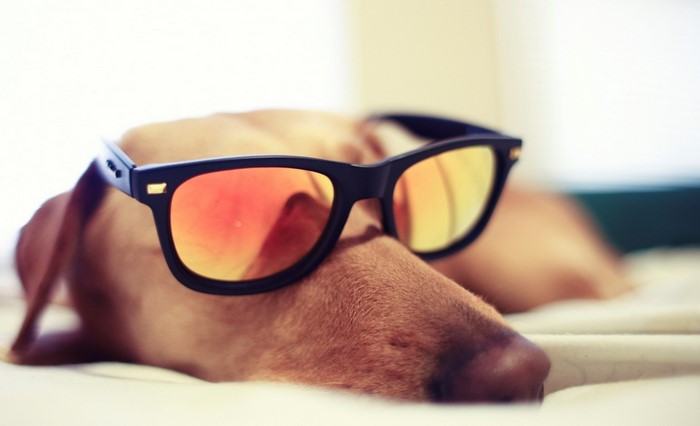 Dachshund dog wearing sunglasses