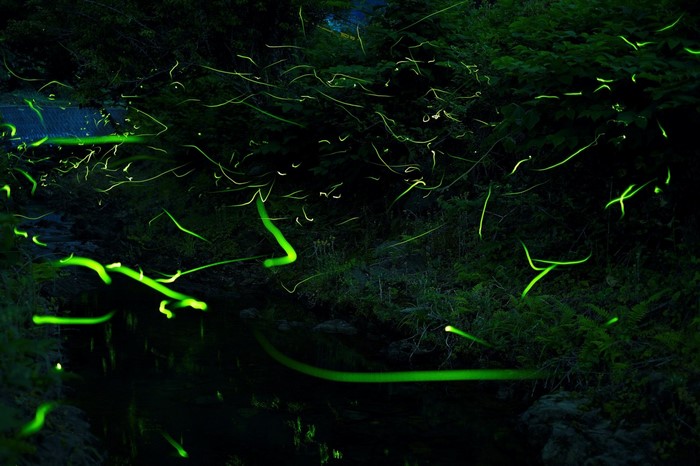 Fireflies glowing in a dark forest at night