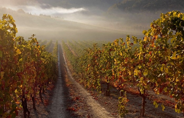 Vineyard in the morning mist with autumn leaves