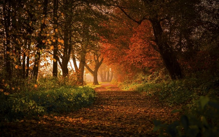 Autumn path through a sunlit forest in Germany