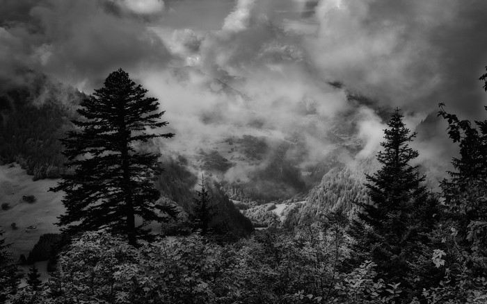 Misty Mountains and Forest in Monochrome