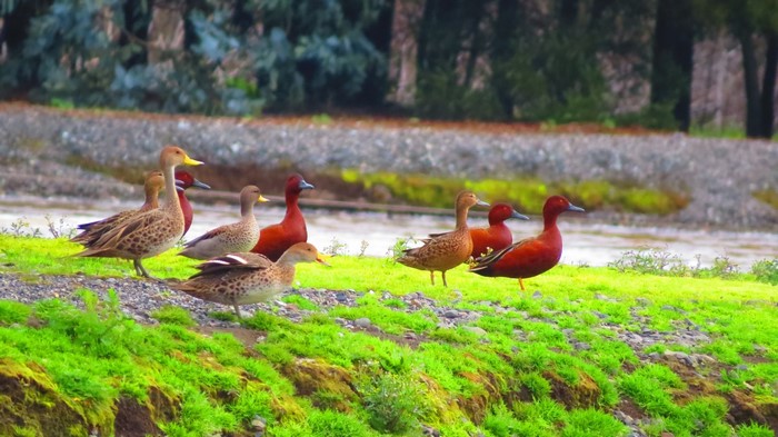 A flock of ducks by a body of water