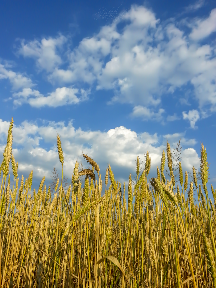 Wheat field under a blue sky with clouds in Slovakia