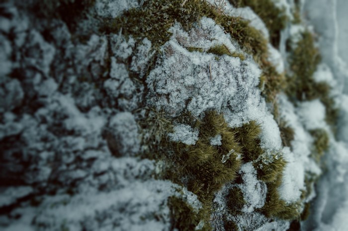 Macro view of moss and snow on a tree branch