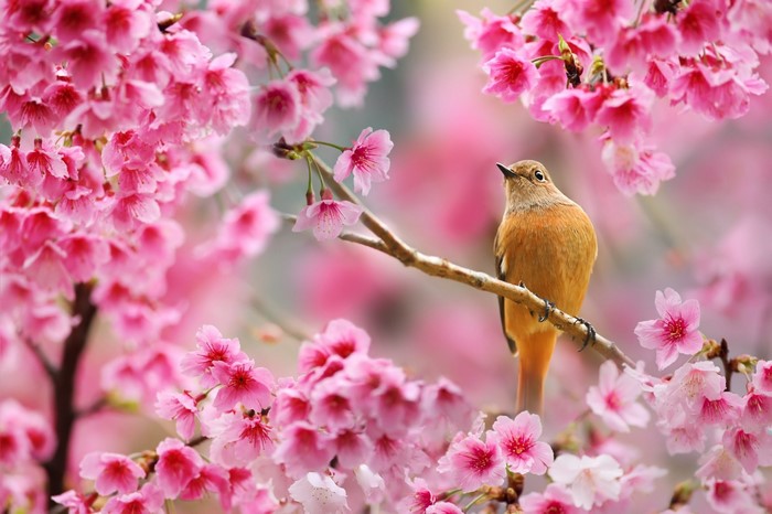 A bird perched on a cherry blossom branch