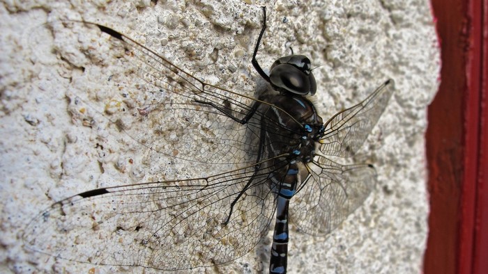 Close-up of a dark dragonfly on a textured wall