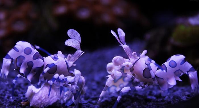 Two Harlequin Shrimp Underwater