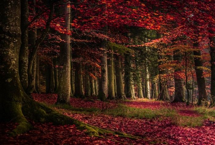 Autumn forest with red leaves and sunlight