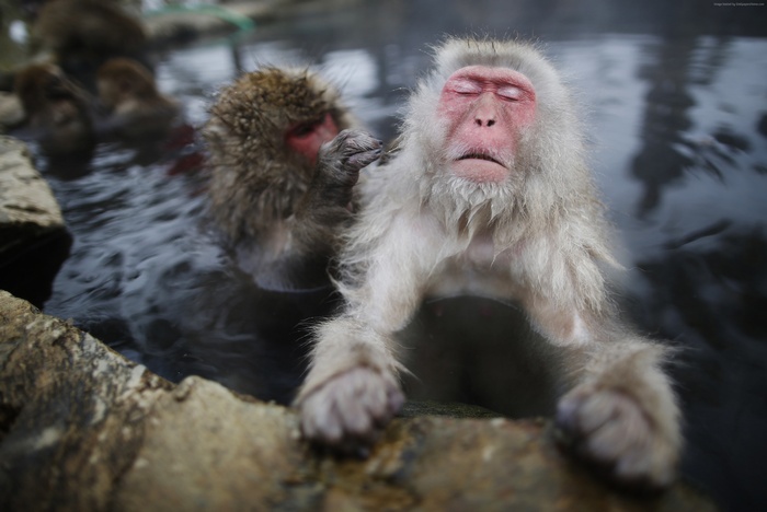 Monkeys bathing in hot springs