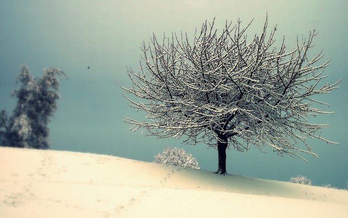 Snow-covered tree on a hill under a pale sky