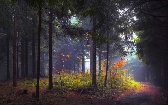 Sunlight filtering through trees in an autumn forest with a path