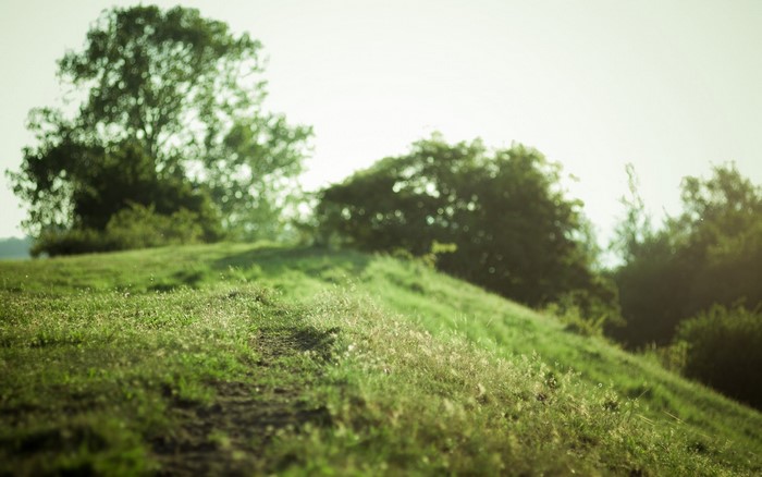 Green hill with trees and sunlight