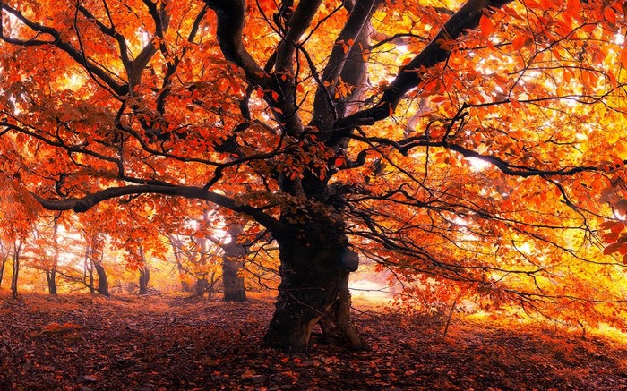 Autumn forest with vibrant orange and yellow leaves