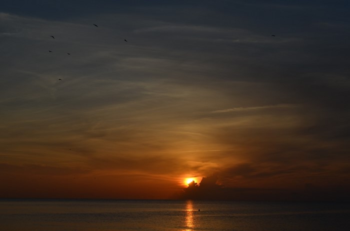 Sunset over the ocean with birds flying