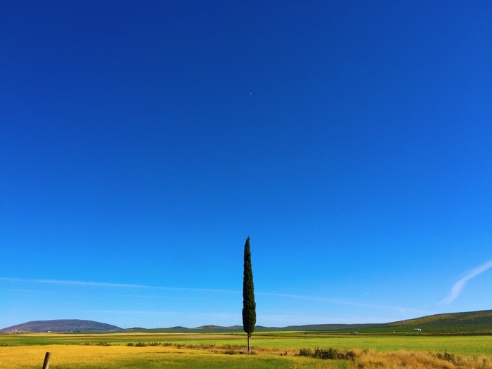 Lone cypress tree in a vast grassy field under a clear blue sky