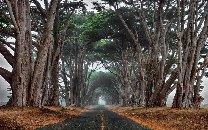 A misty road lined with cypress trees