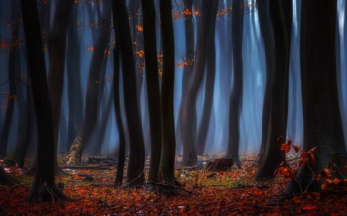 Misty forest with autumn leaves and sunlight