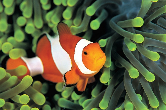 Clownfish in anemone underwater