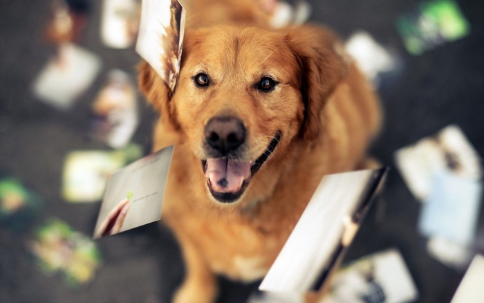 Golden Retriever dog with photos flying around